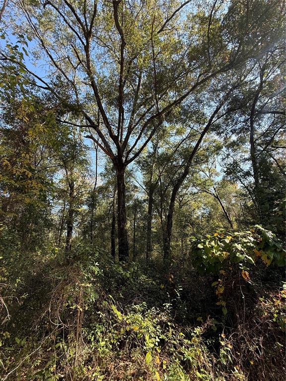 0 Southwest 2nd Place Ocala, FL 34474 - Photo 8 of 16 a view of a forest with lots of trees