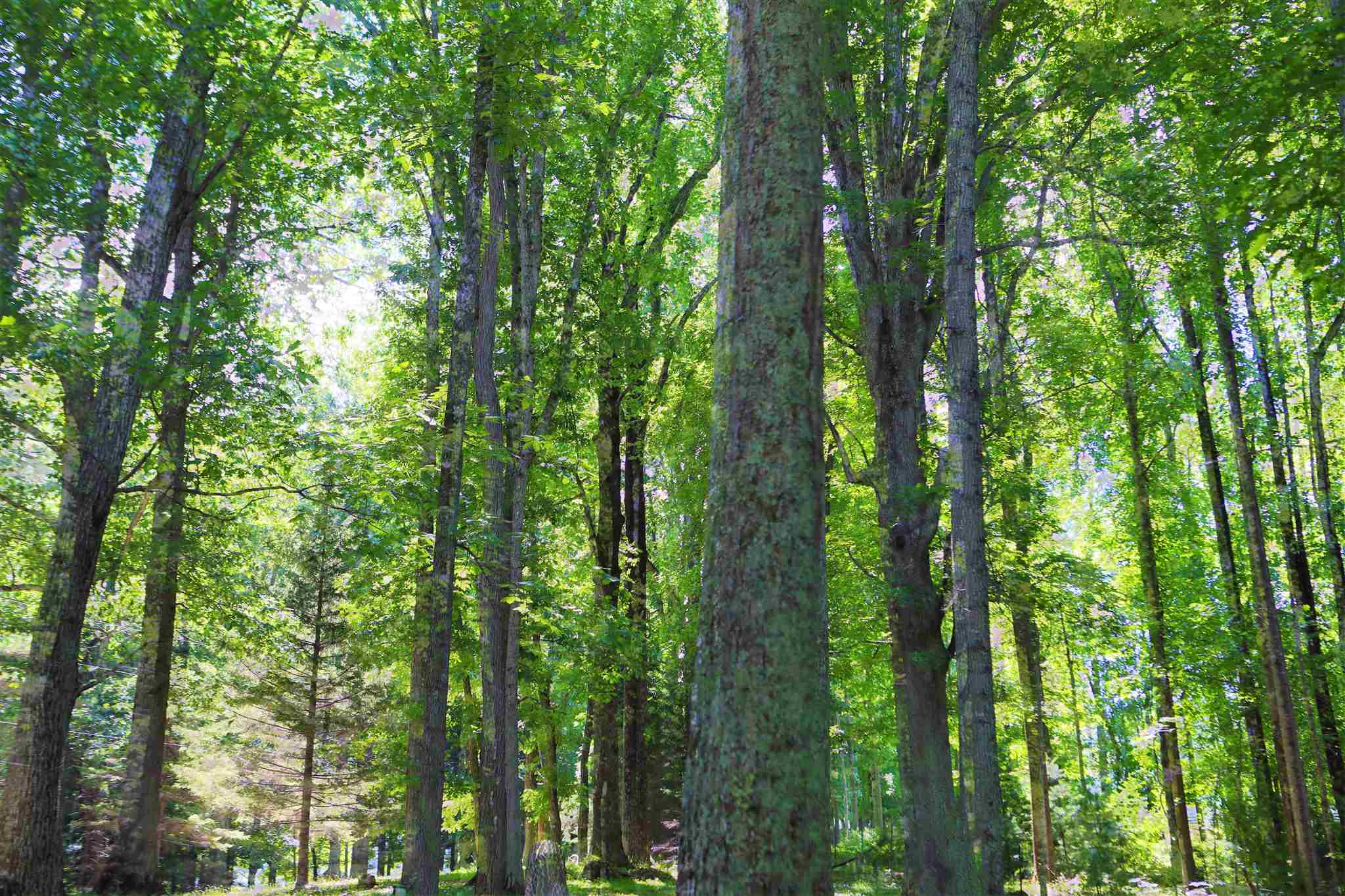 193 Reeds Gap Road Lyndhurst, VA 22952 - Photo 51 of 52 Gallery Image 51
