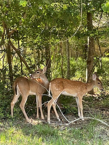 Tbd Ripple Creek Lane Somerville, TX 77879 - Photo 3 of 5 view of outdoor space