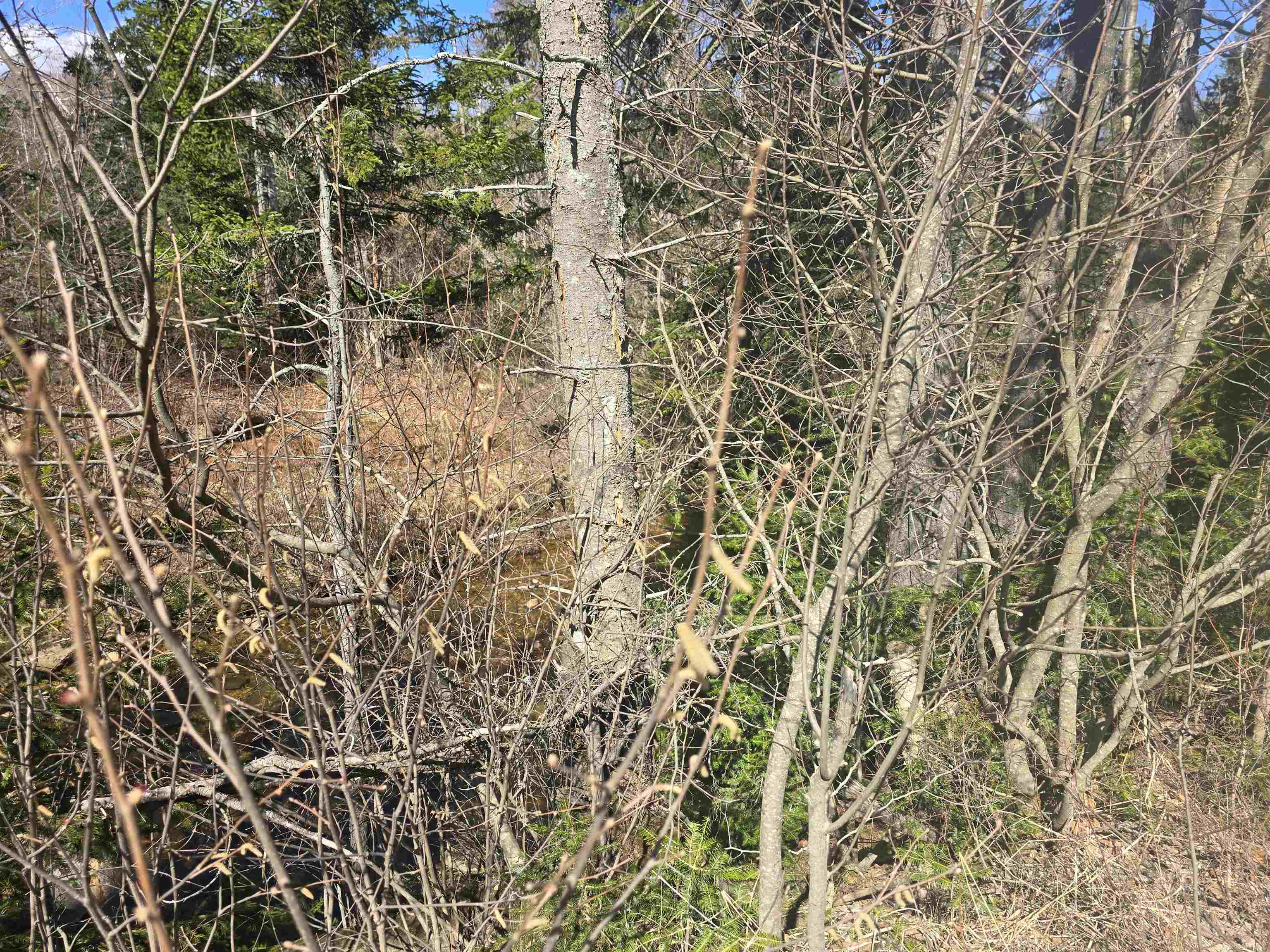 0 Valley Road Jefferson, NH 03583 - Photo 6 of 12 Gallery Image 6