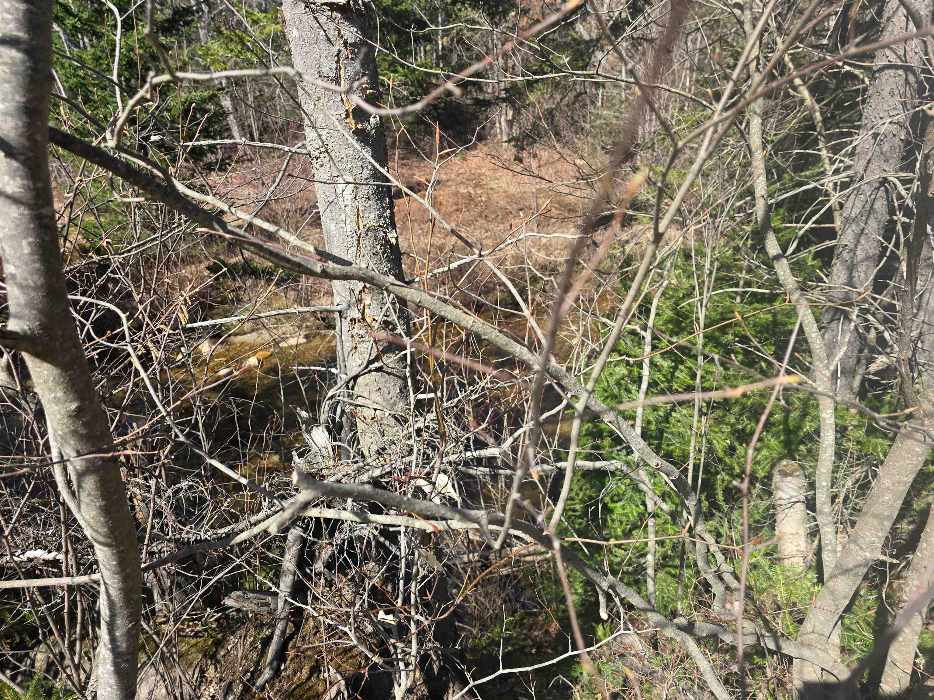0 Valley Road Jefferson, NH 03583 - Photo 8 of 12 Gallery Image 8