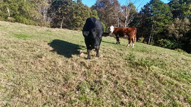 a view of outdoor space and yard