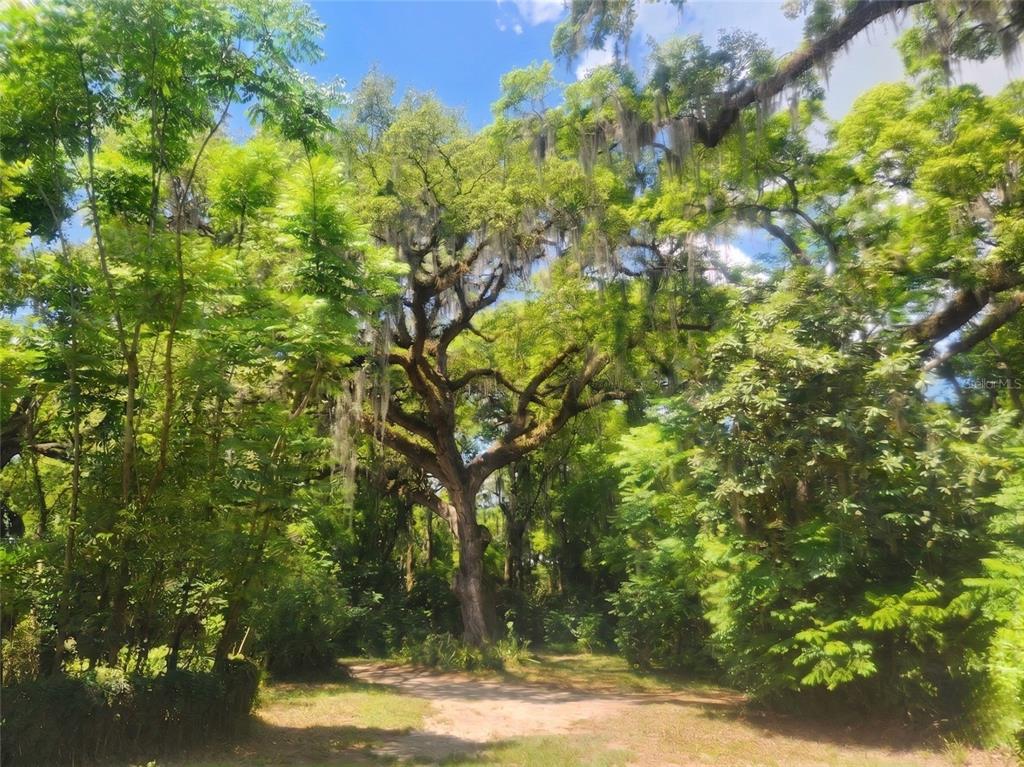 1985 Northeast 97th Street Road Anthony, FL 32617 - Photo 8 of 45