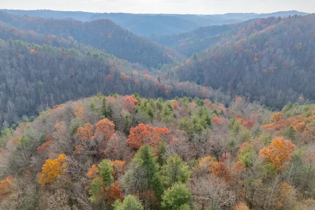a view of a tree in a field of the house