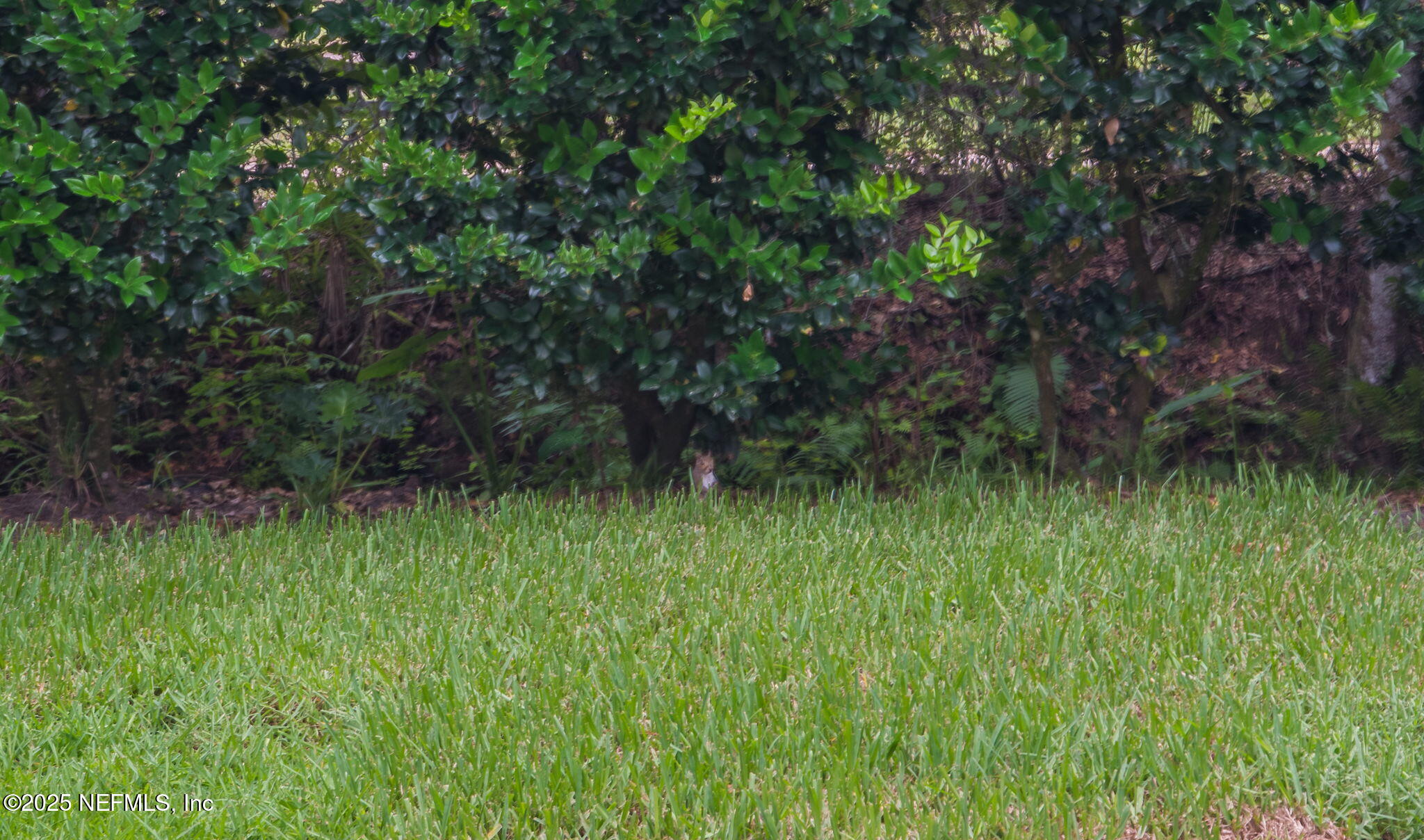 203 Buck Run Way St. Augustine, FL 32092 - Photo 42 of 62 ISO 203 Buck Run Way St Augustine FL 042