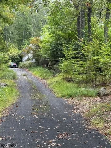 a view of a yard with plants and large trees