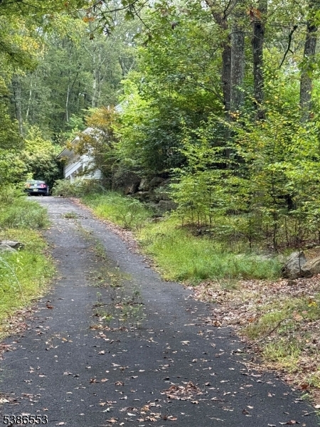 a view of a yard with plants and large trees