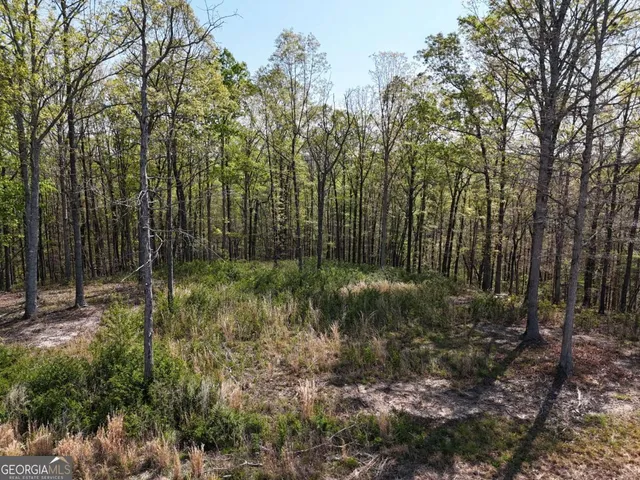 a view of a forest with trees