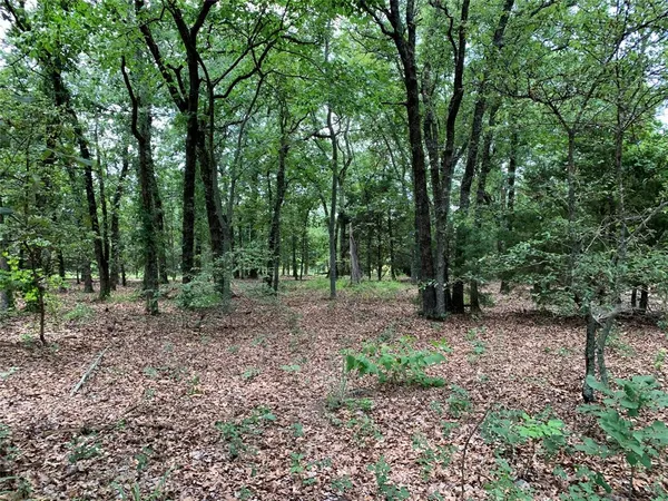 a view of a forest filled with trees