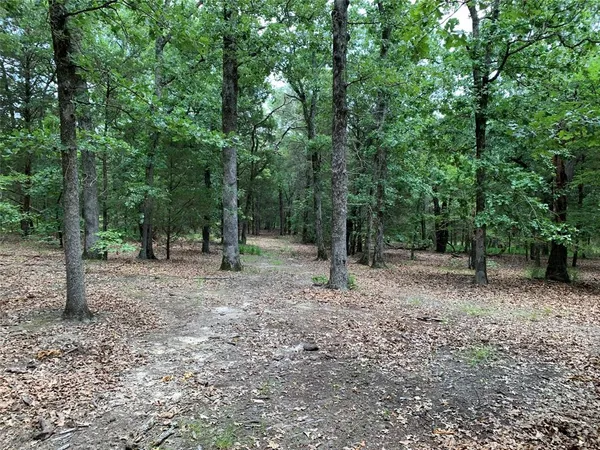a view of a forest with trees in the background