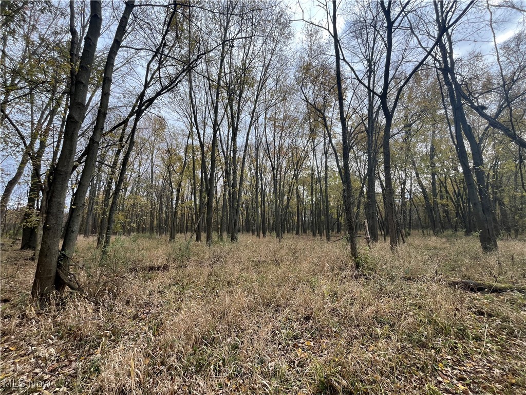 Prairie Lane Road Wooster, OH 44691 - Photo 9 of 28 View of woods