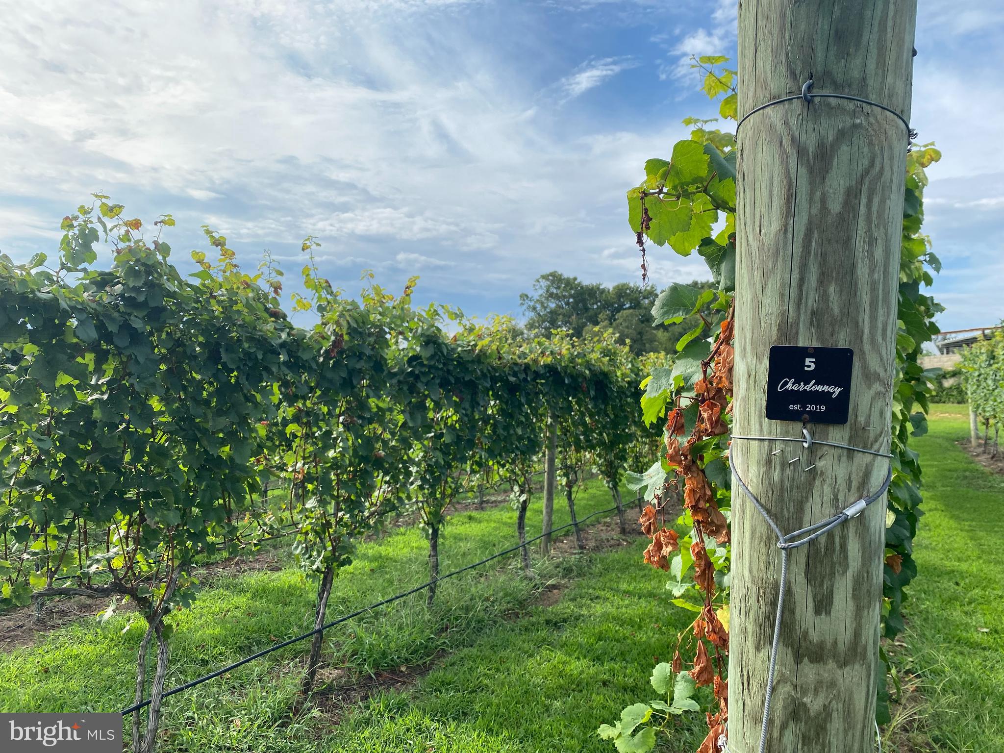 15609 Baden Naylor Road Brandywine, MD 20613 - Photo 50 of 56 a plant with lots of trees