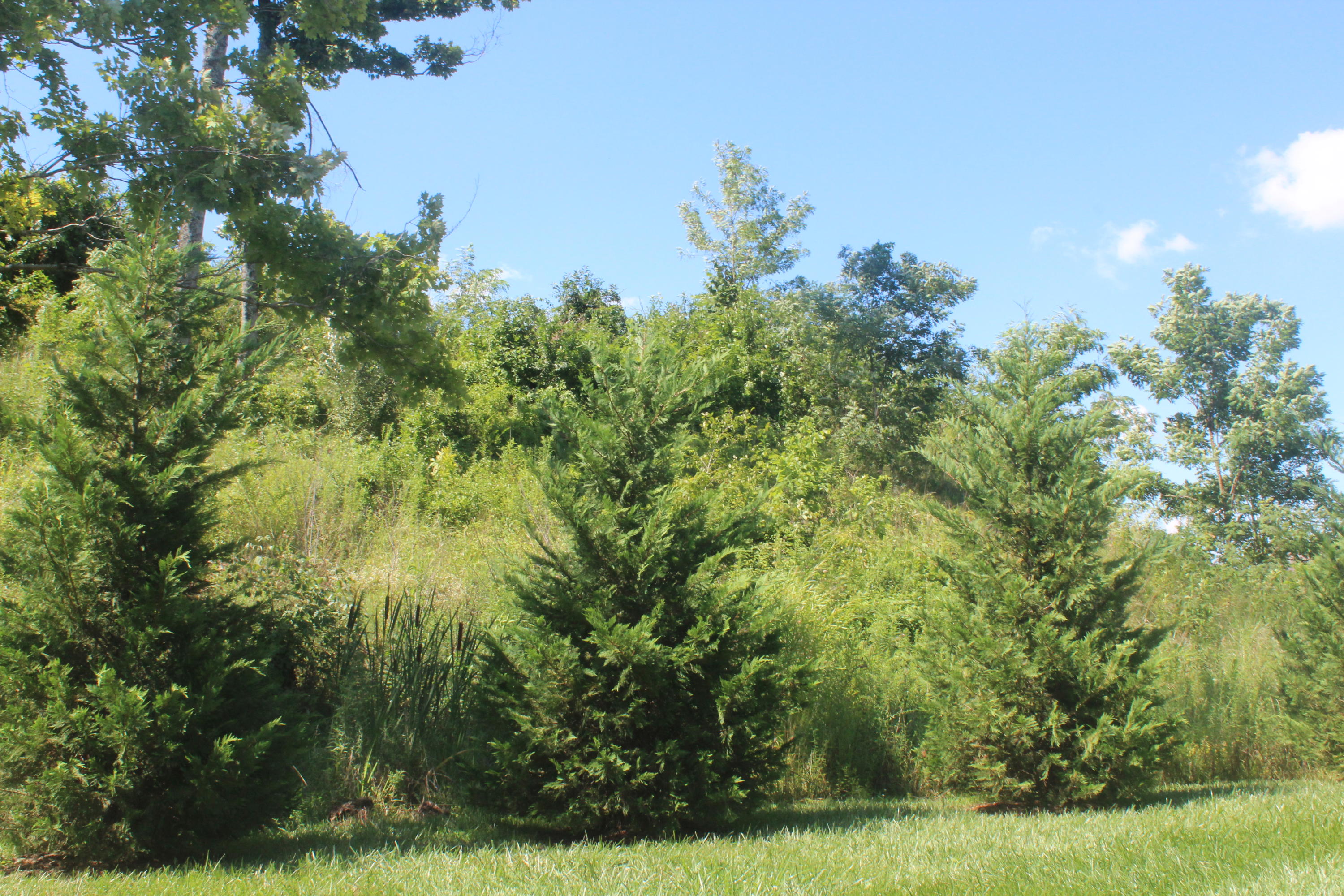 406 Brookstone Ridge Drive Clinton, TN 37716 - Photo 25 of 32 IMG_1112
