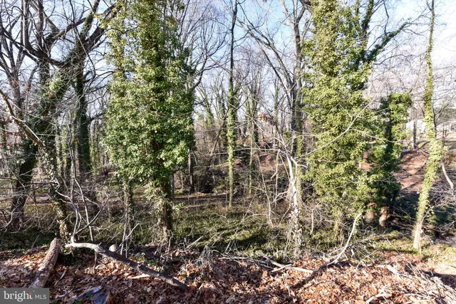 a view of a yard in front of a house with large trees