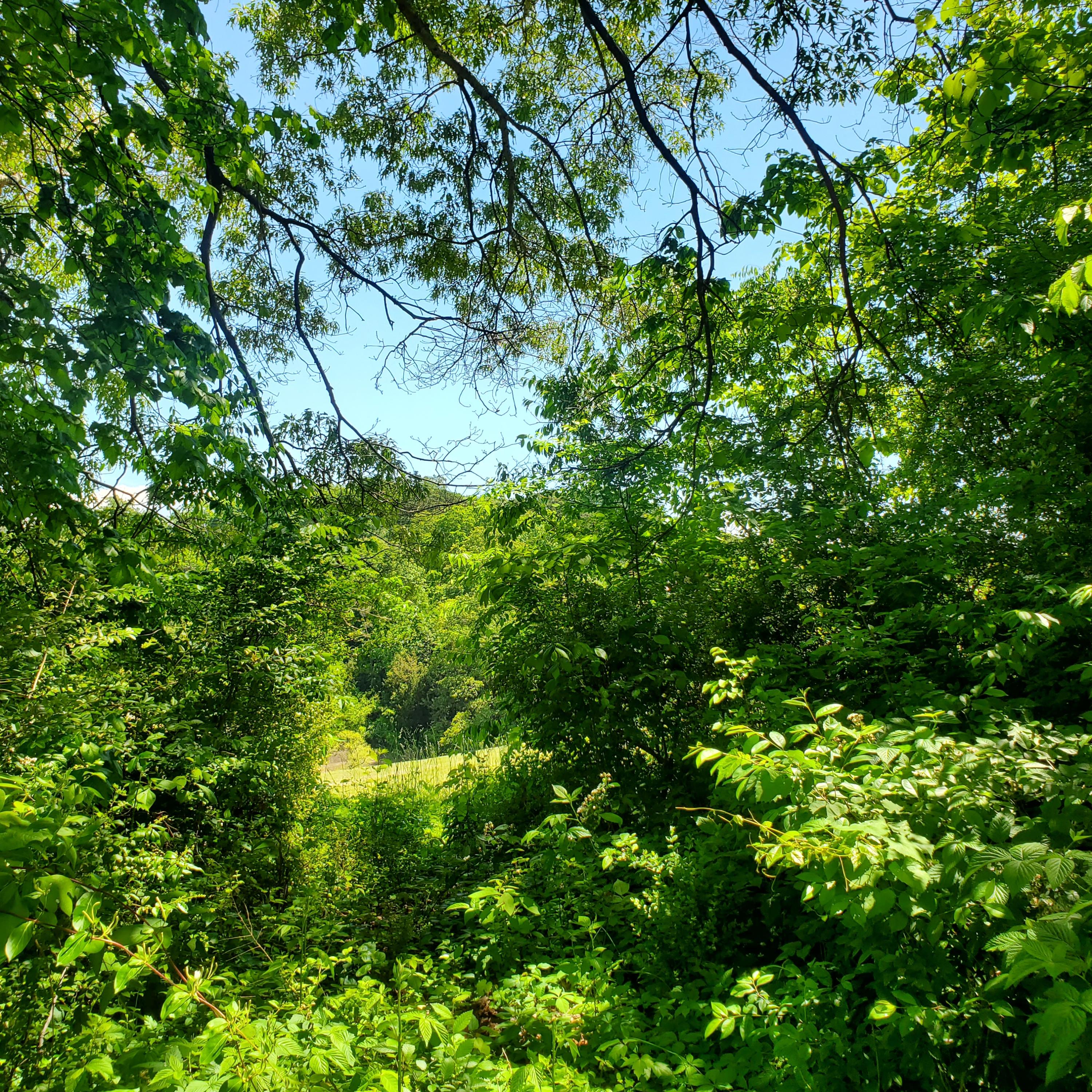 Lot 110 Tumbleweed Trail, Unit 110 Rutledge, TN 37861 - Photo 14 of 22 14