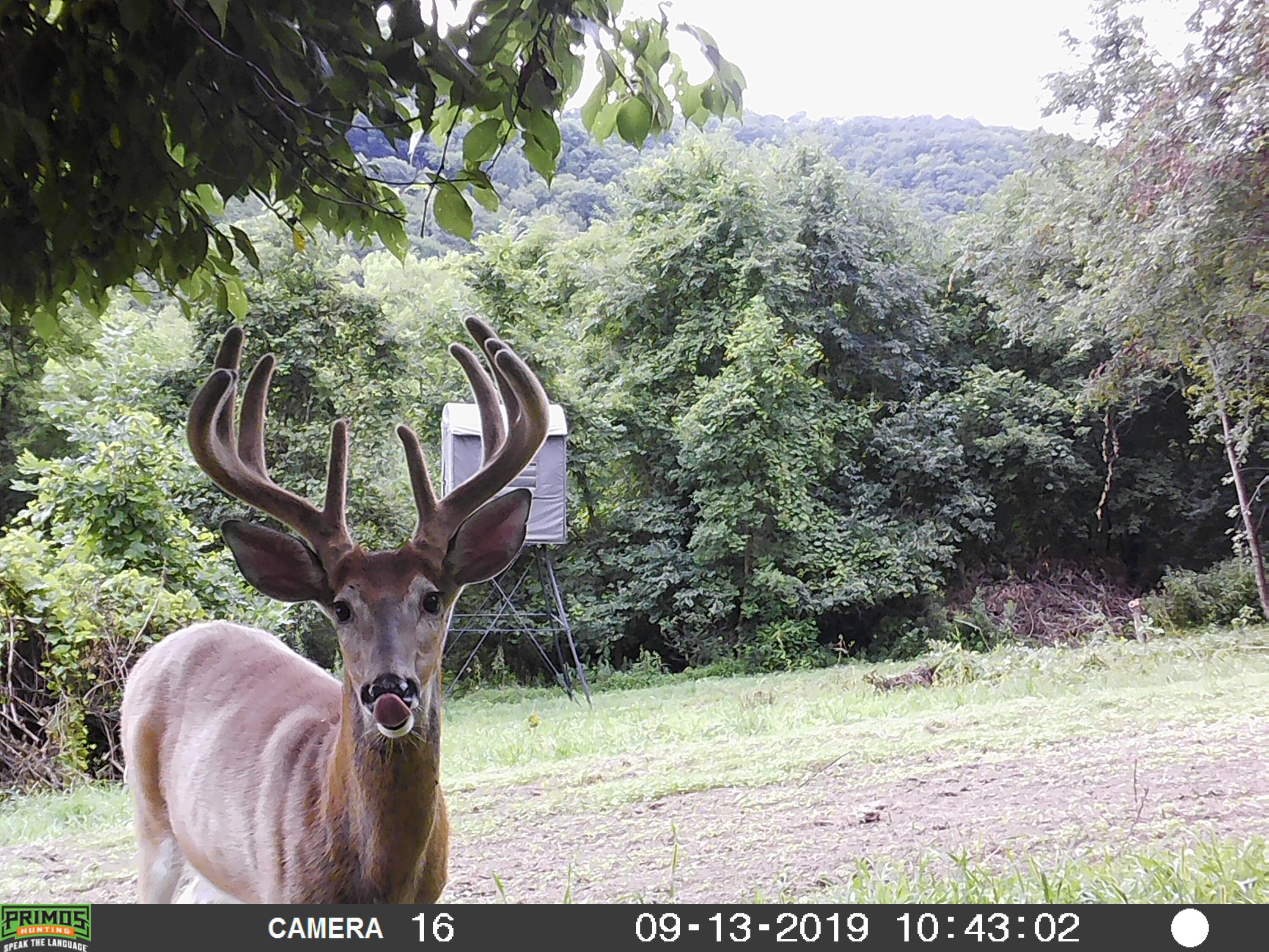 580 Skunk Hollow Road La Crescent, MN 55947 - Photo 74 of 83 Trail Cam