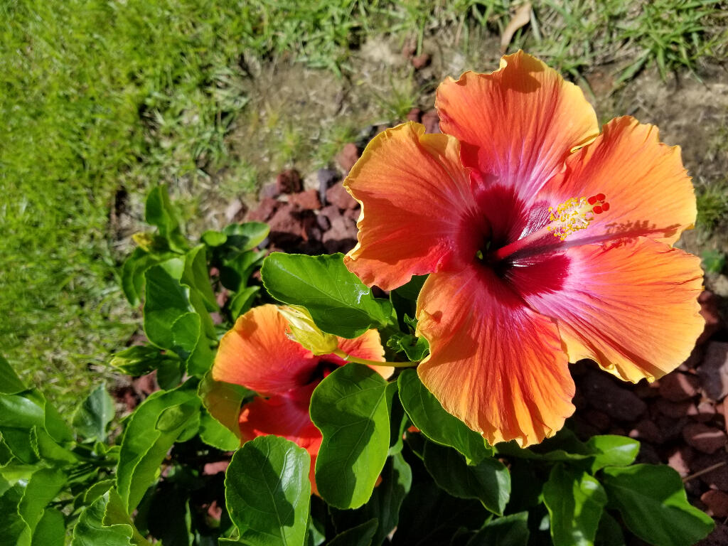 6007 Walk Along Way Crestview, FL 32536 - Photo 32 of 39 a view of a flower in a garden