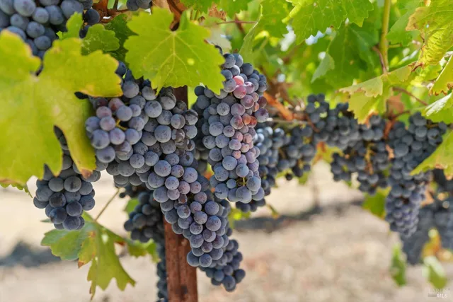 $3,500,000 | 910 Lytton Springs Road, Healdsburg, CA 95448