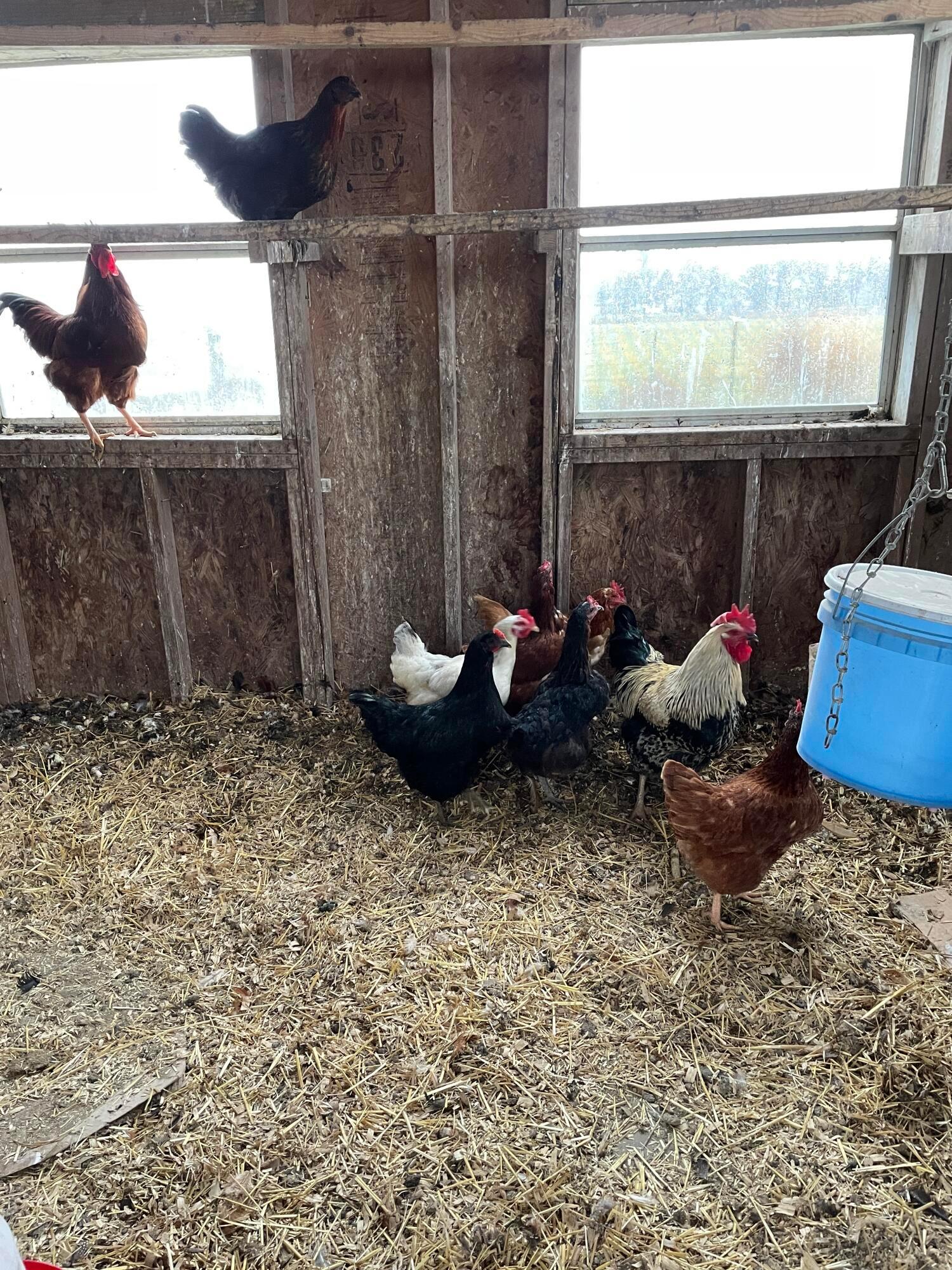 4167 North Section Line Road Radnor, OH 43066 - Photo 63 of 81 Chicken Coop