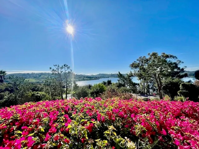 a view of a tree with a plant in front of it
