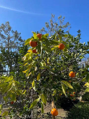 a view of a bunch of flowers