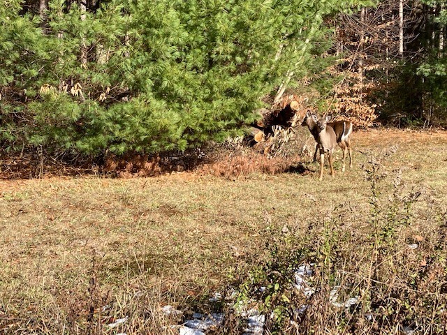43558 State Rte 3 Natural Bridge, NY 13665 - Photo 41 of 41 Gallery Image 41