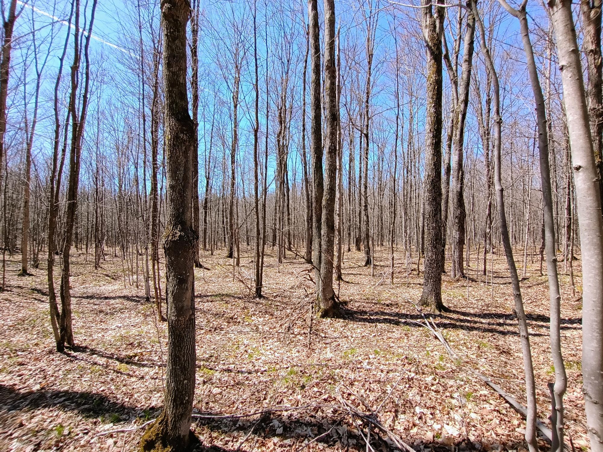 120 Silver Creek Road Ogema, WI 54459 - Photo 14 of 18 Gallery Image 14