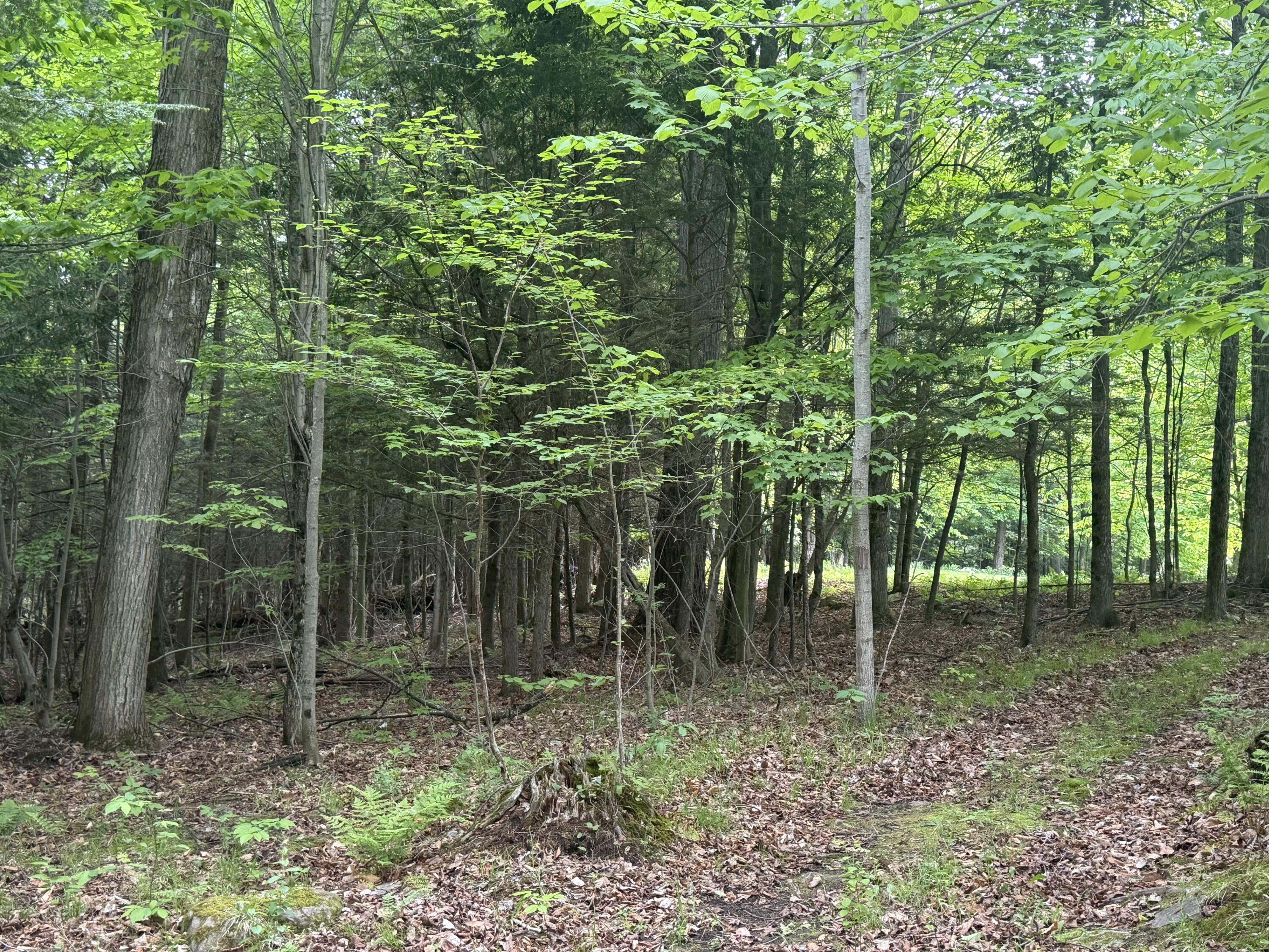 1168 Miner Farm Road Chazy, NY 12921 - Photo 49 of 56 IMG_7654
