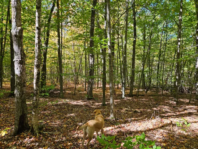 $339,000 | 0 Canton Mountain Road, Canton, ME 04221