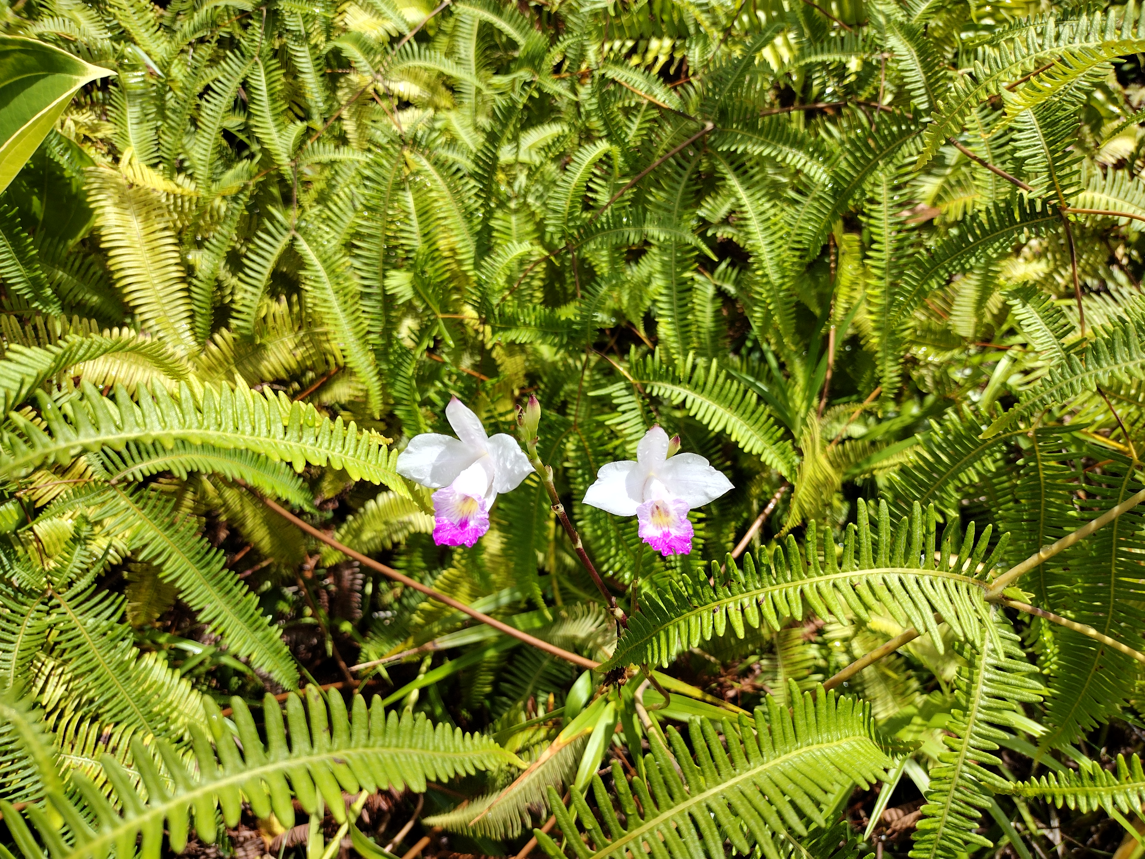 458 Lahaina Road Pahoa, HI 96778 - Photo 1 of 7 a view of a flower in a garden