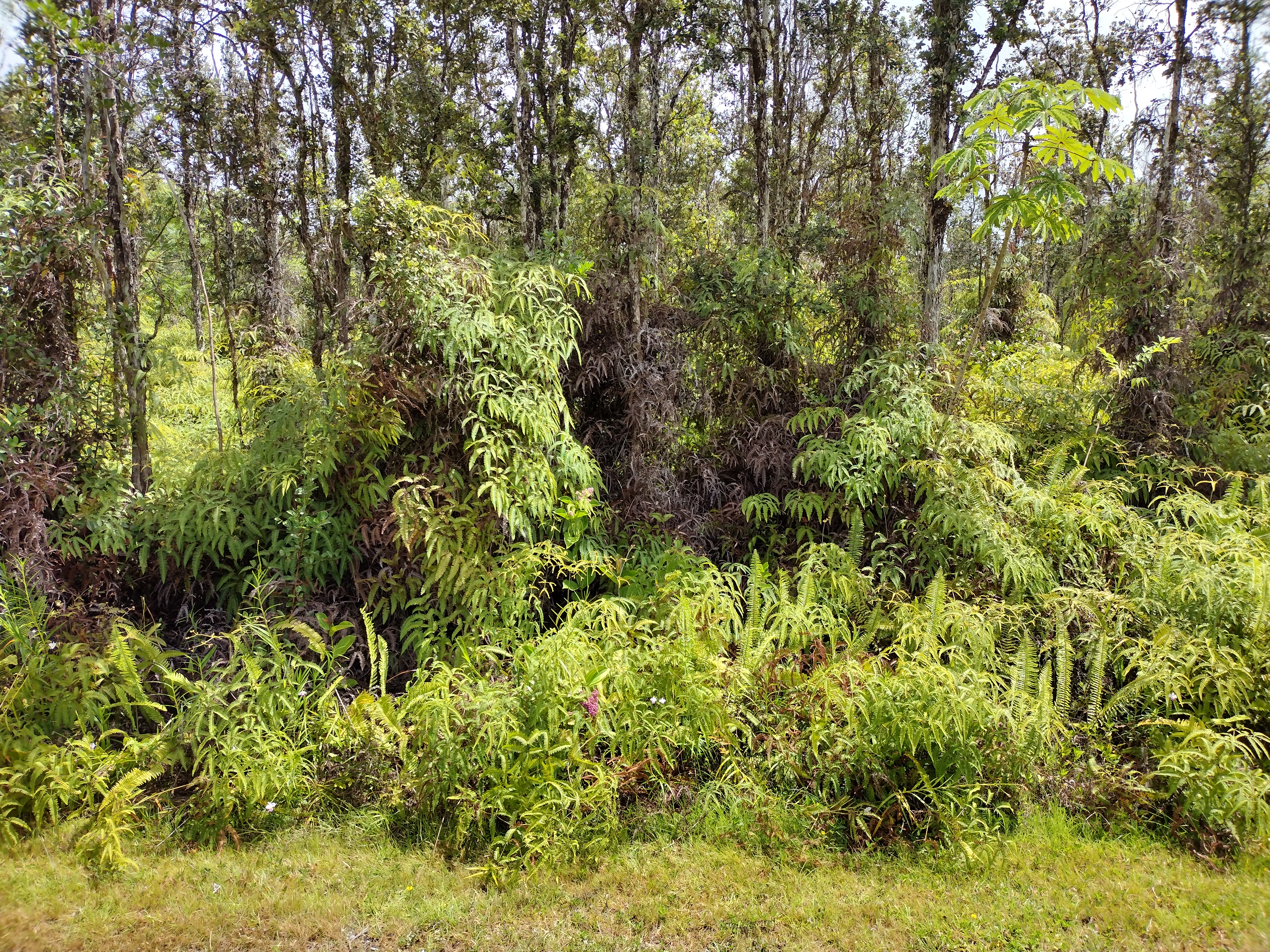 458 Lahaina Road Pahoa, HI 96778 - Photo 3 of 7 a view of a garden with plants