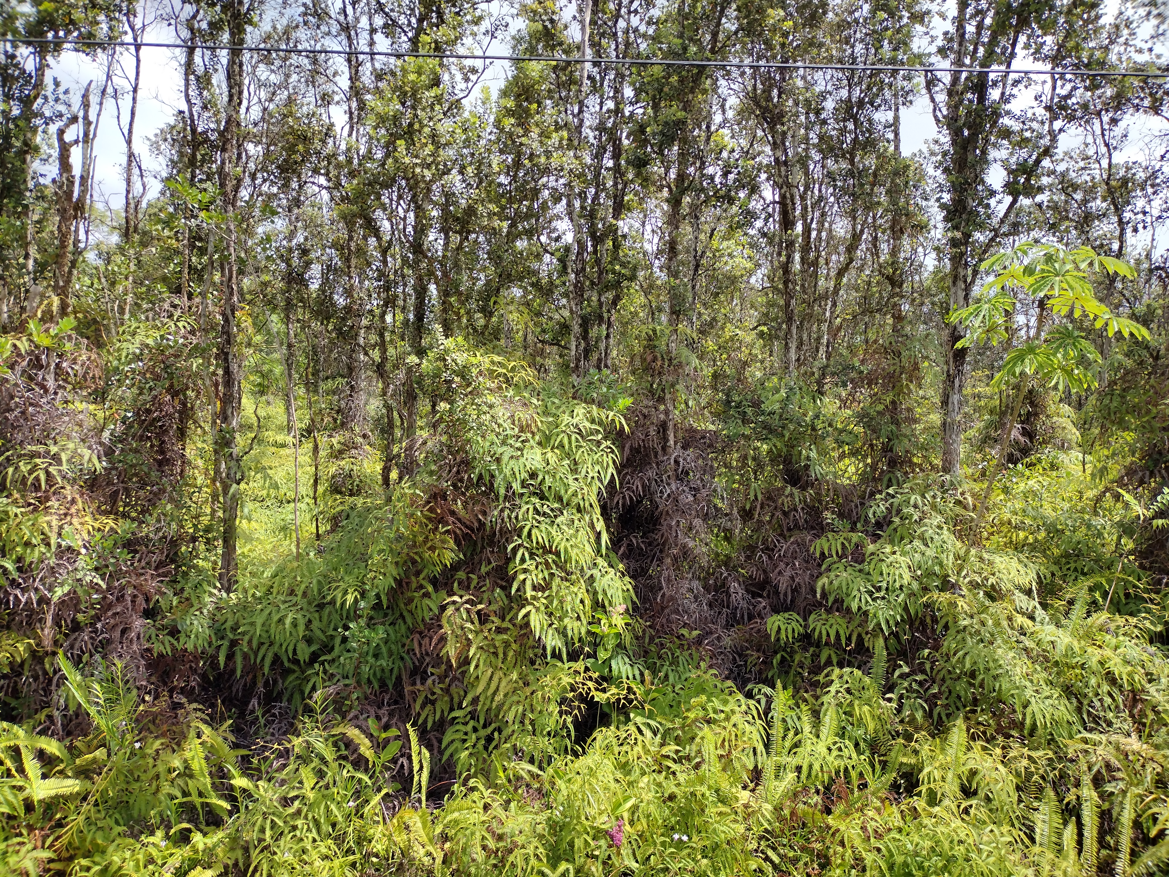 458 Lahaina Road Pahoa, HI 96778 - Photo 4 of 7 a view of a lush green forest