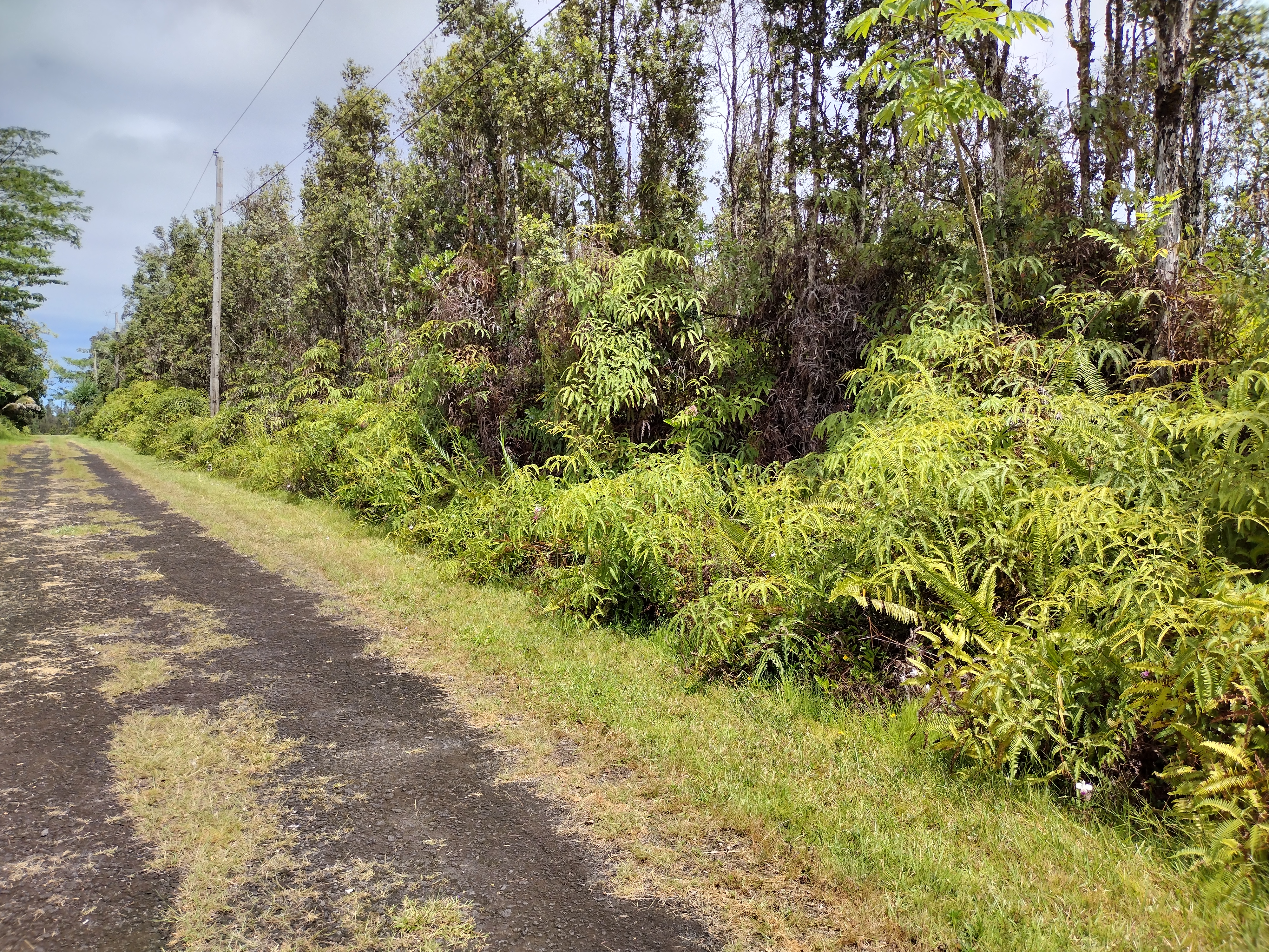 458 Lahaina Road Pahoa, HI 96778 - Photo 6 of 7 a view of a garden with plants