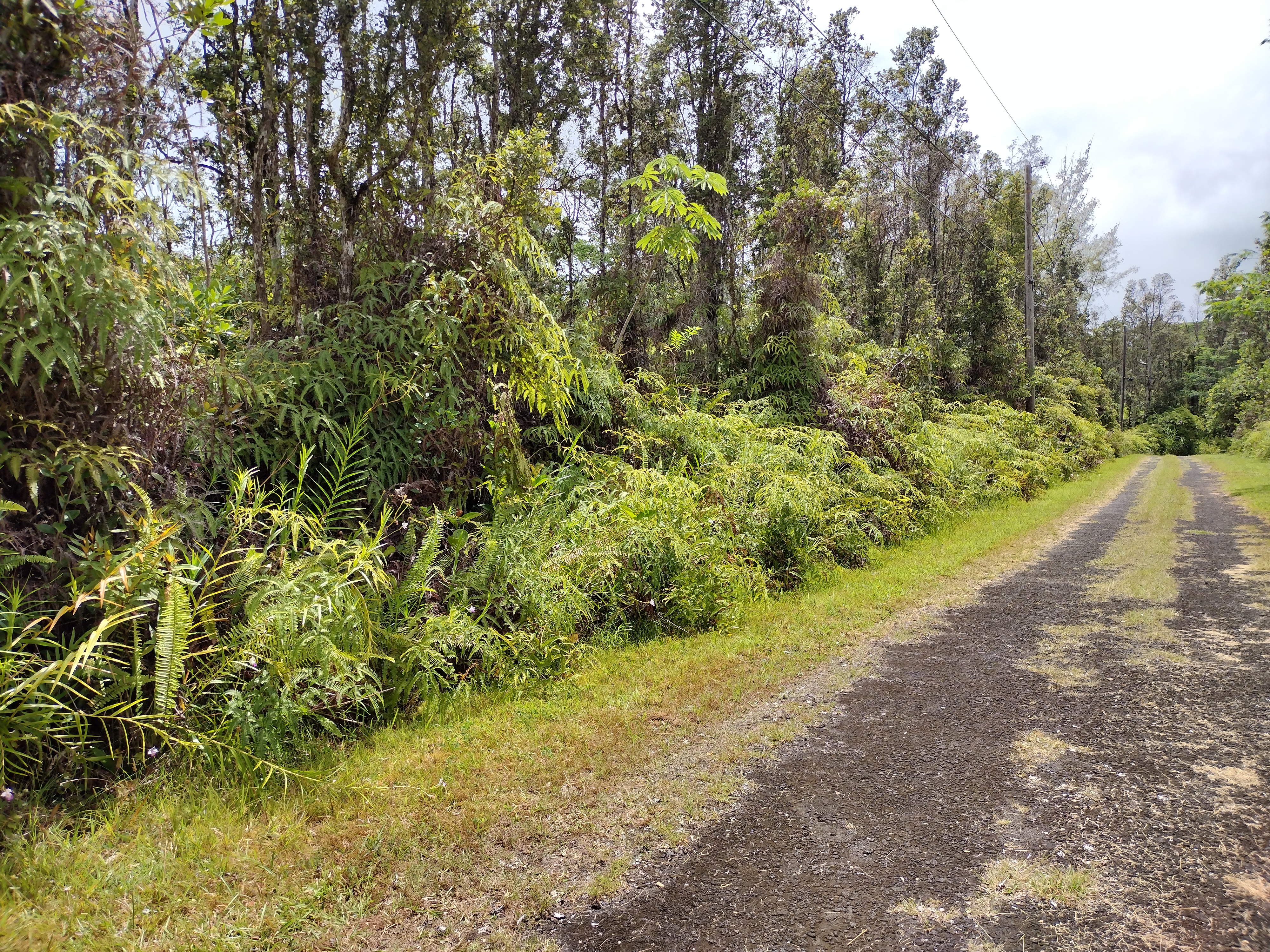 458 Lahaina Road Pahoa, HI 96778 - Photo 7 of 7 a view of a garden with trees