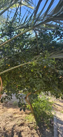 a view of a backyard of the house