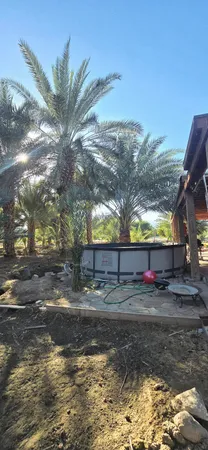 a view of a backyard with palm trees