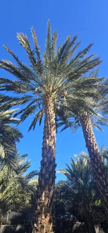 a view of a yard with plants