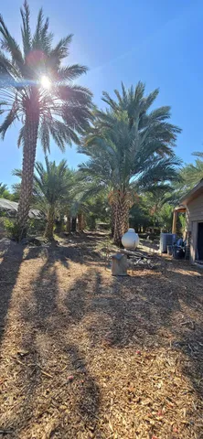 a view of a yard with a tree