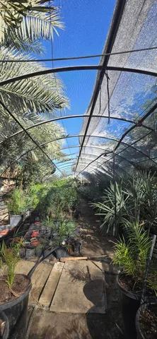 a view of a palm tree in front of a building