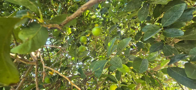 $1,500,000 | 76850 Pierce Street, Thermal, CA 92274