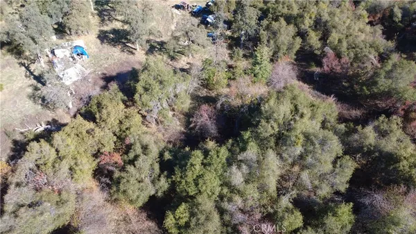a view of a forest with a tree
