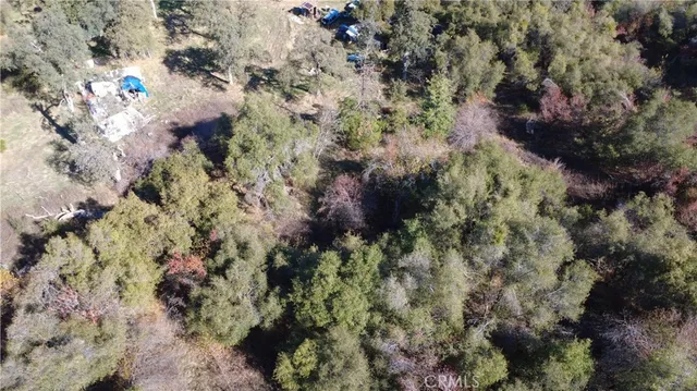 a view of a forest with a tree