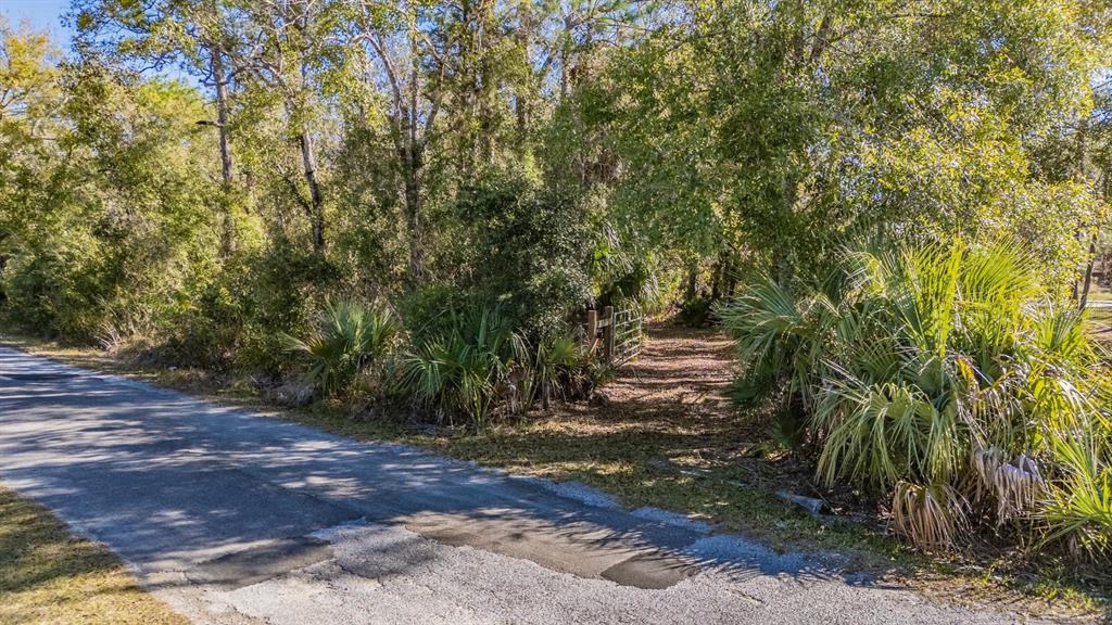 5504 Sun Up Road Land O' Lakes, FL 34638 - Photo 16 of 19 a view of a yard with plants and trees