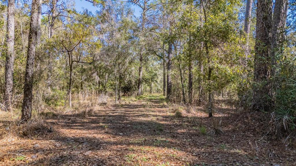 5504 Sun Up Road Land O' Lakes, FL 34638 - Photo 18 of 19 a view of outdoor space with trees