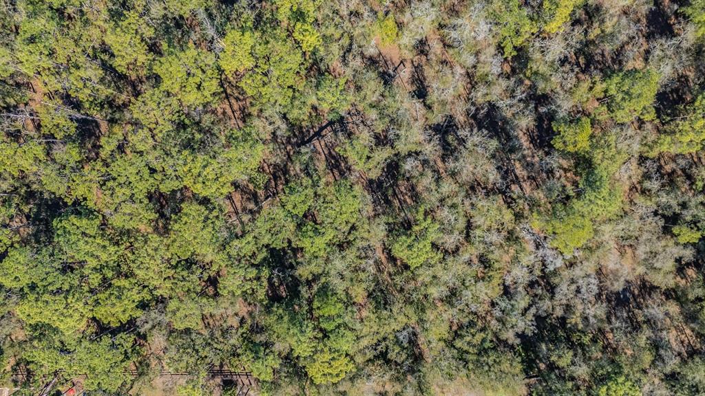 5504 Sun Up Road Land O' Lakes, FL 34638 - Photo 10 of 19 a view of a yard