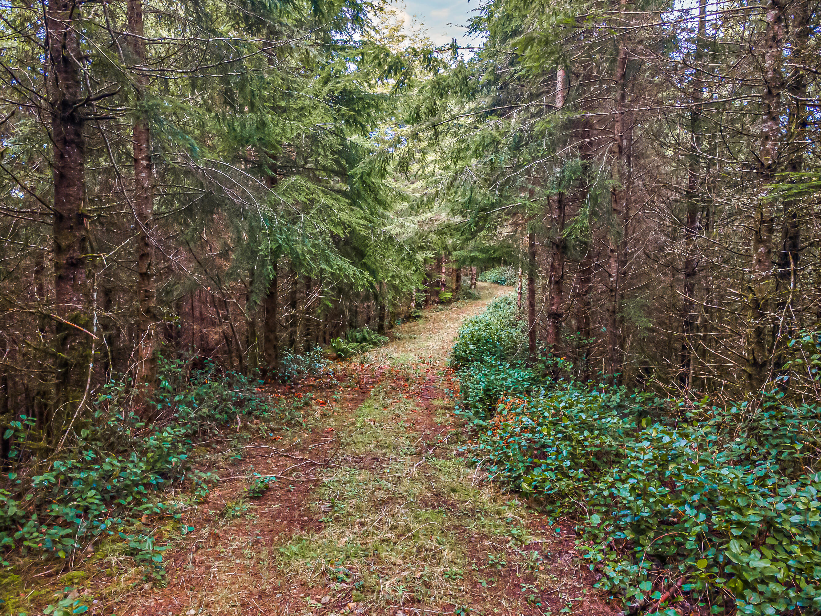 0 Criteser Loop Toledo, OR 97391 - Photo 2 of 31 DJI_0564
