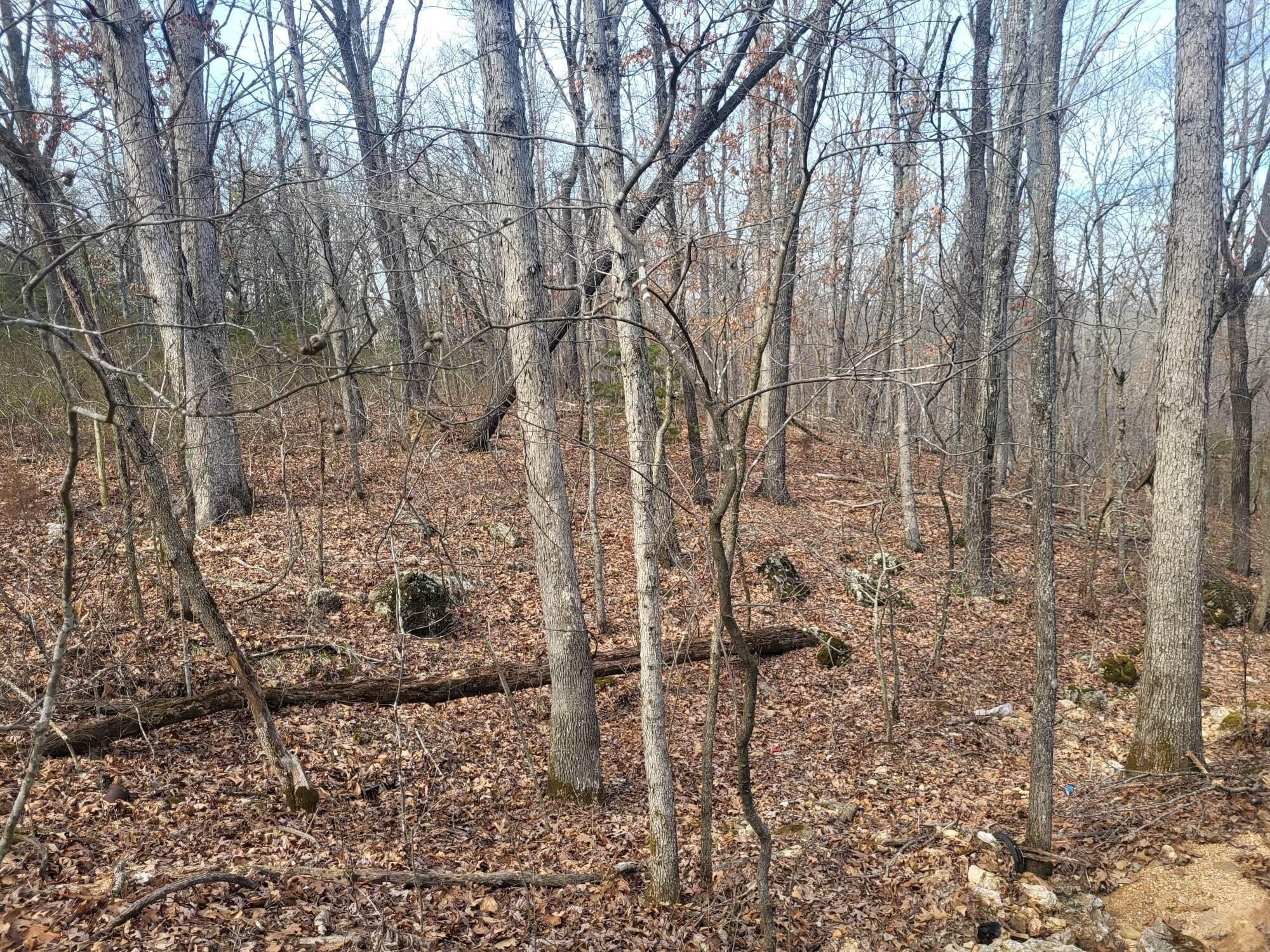 0 McCall Road Mountain Grove, MO 65711 - Photo 1 of 1 334142314_165498402972074_62558119025028