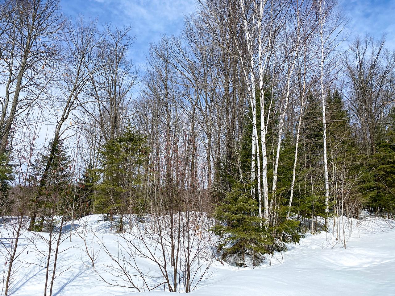 Off Hedin Road Ogema, WI 54459 - Photo 2 of 3 Gallery Image 2