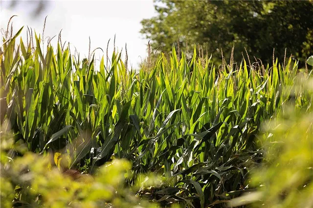 $77,000 | East 225th Lane, Ridgeway, MO 64481