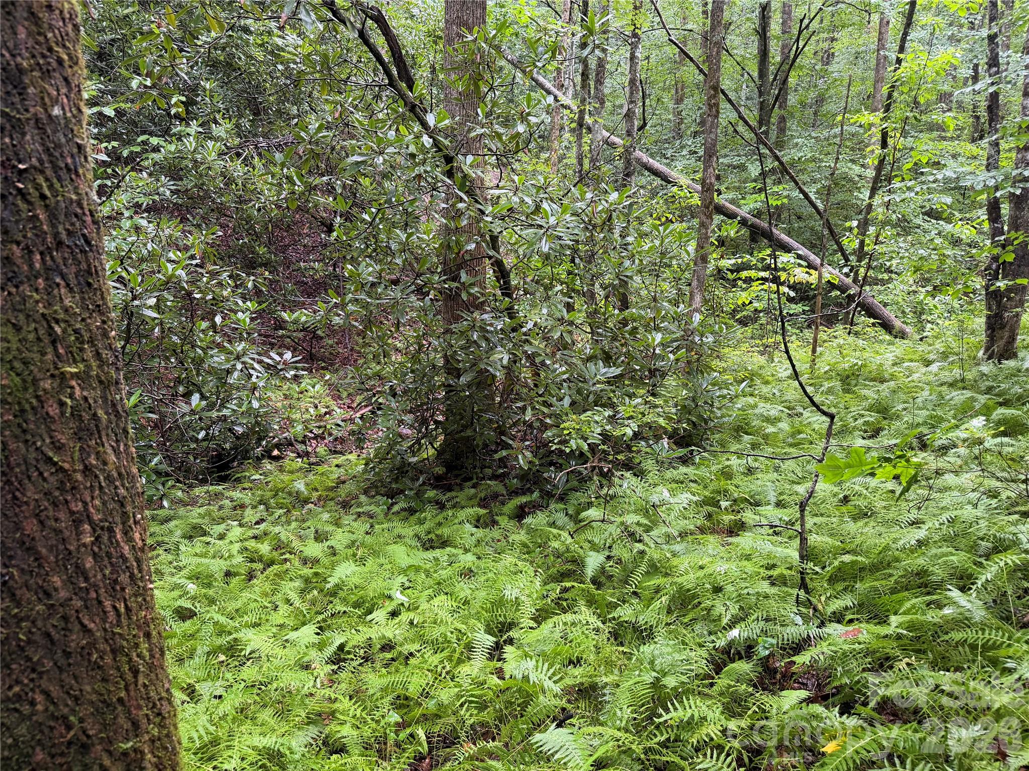 Off Donald McCall Road Balsam Grove, NC 28708 - Photo 36 of 47 Gallery Image 36